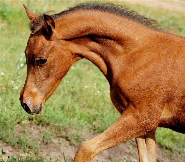 Arabisk fuldblod (OX) Al Tijani E'jaaz - SOLGT! billede 9