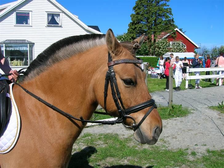 Anden særlig race Lucas  - Før 1.plass i 0.60m Foto:Hanne (steller og bestis) billede 17