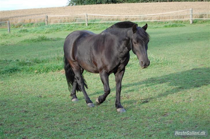 Welsh Mountain (sec A) Tarzan  - Tarzan på fold<33:D | Foto Søs <3 billede 16