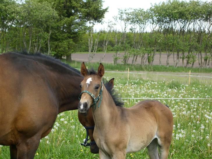 Dansk Varmblod Falcon - Står og kigger ved mor billede 17