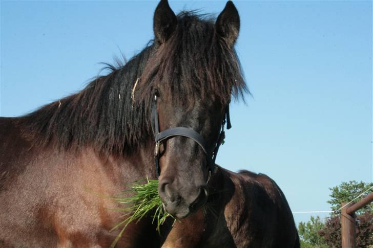 Nordsvensk Skovhest Tobak (RIP 15.juni 09) billede 4