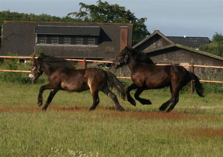 Nordsvensk Skovhest Tobak (RIP 15.juni 09) billede 6