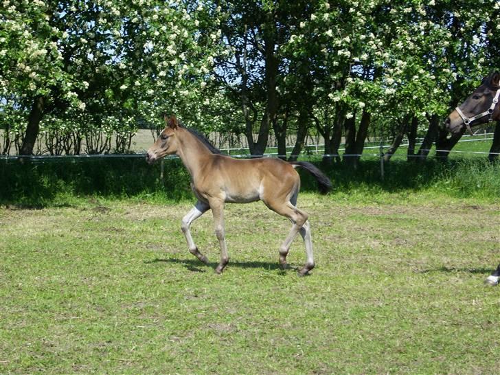 Dansk Varmblod Falcon billede 18