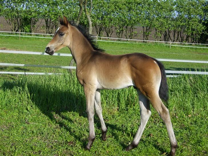 Dansk Varmblod Falcon billede 19