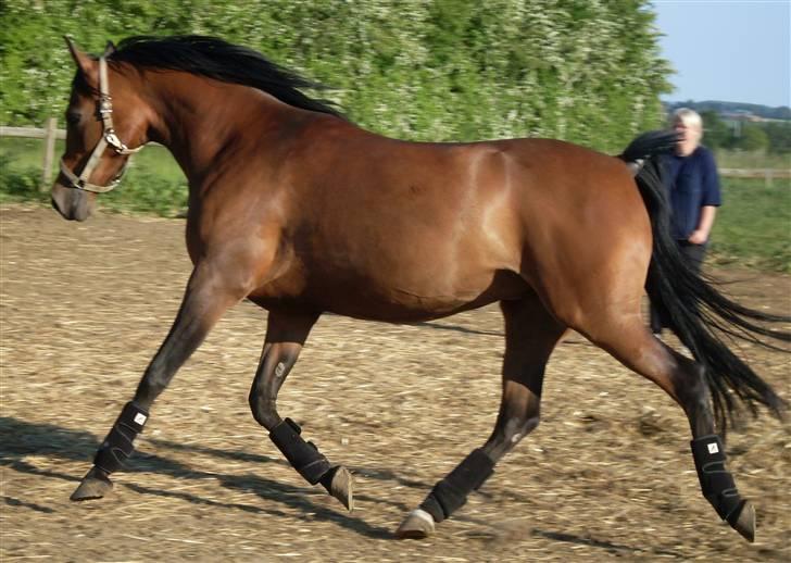 Arabisk fuldblod (OX) Marcijawa ox 3626 - Jawa inden løsspringning 31. maj 09 billede 16