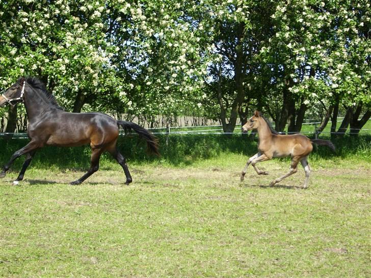 Dansk Varmblod Falcon - galop med storesøster billede 20