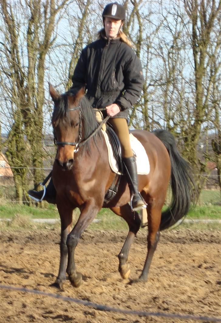 Arabisk fuldblod (OX) Marcijawa ox 3626 - Jawa og mig marts 2009 billede 17