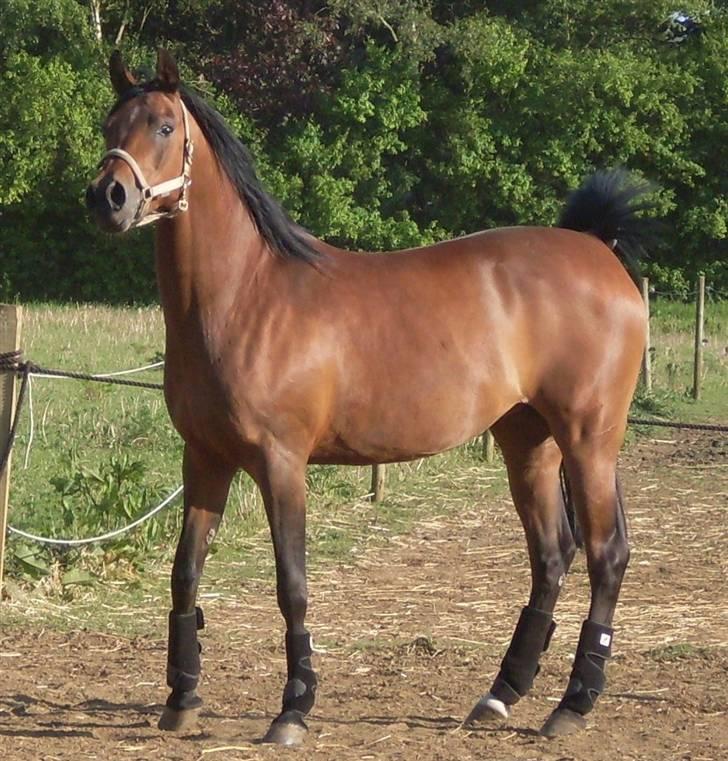 Arabisk fuldblod (OX) Marcijawa ox 3626 - Jawa maj 2009 billede 18