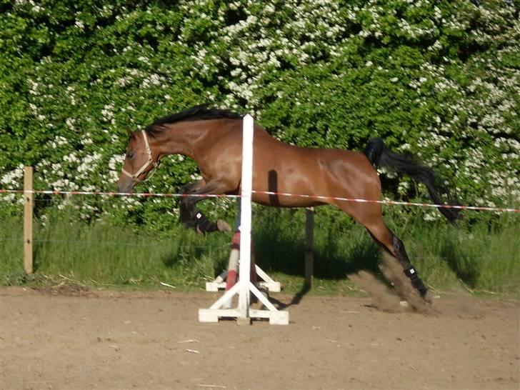 Arabisk fuldblod (OX) Marcijawa ox 3626 - Jawa løsspringer 31. maj 2009 billede 19