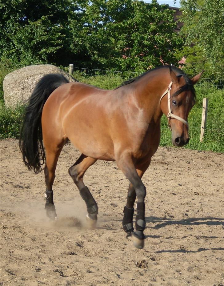 Arabisk fuldblod (OX) Marcijawa ox 3626 - Jawa 31. maj 2009 smukke tøs billede 20