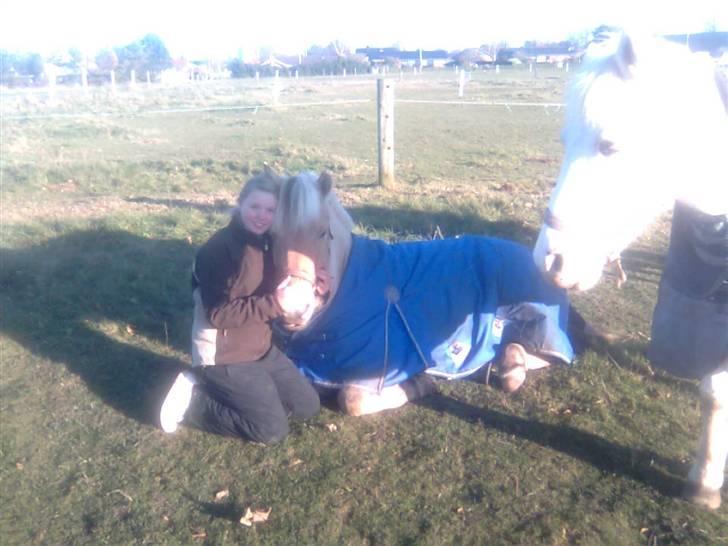 Fjordhest urban fjordlyst *død*  - da han lage ned sad jeg sammen med ham  billede 5