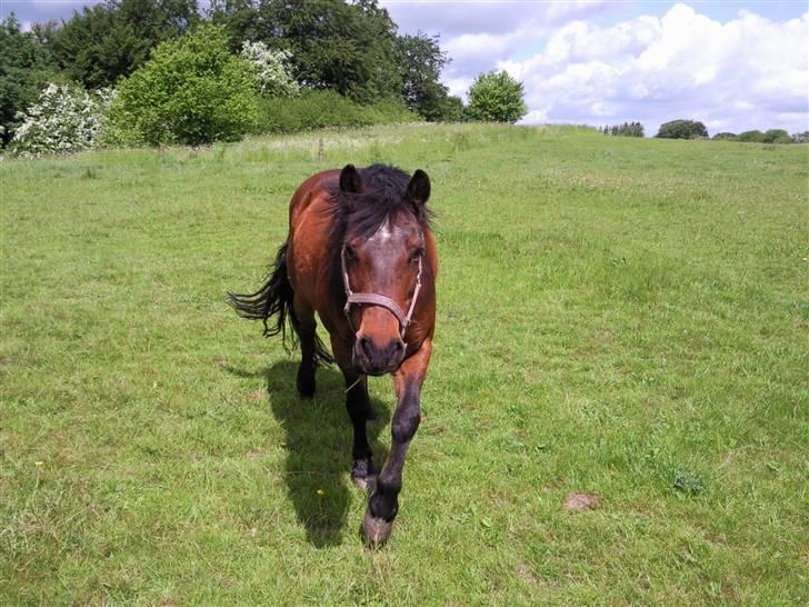 Anden særlig race Darup's Denver *himmelpony* <3 - MR TROFAST billede 12