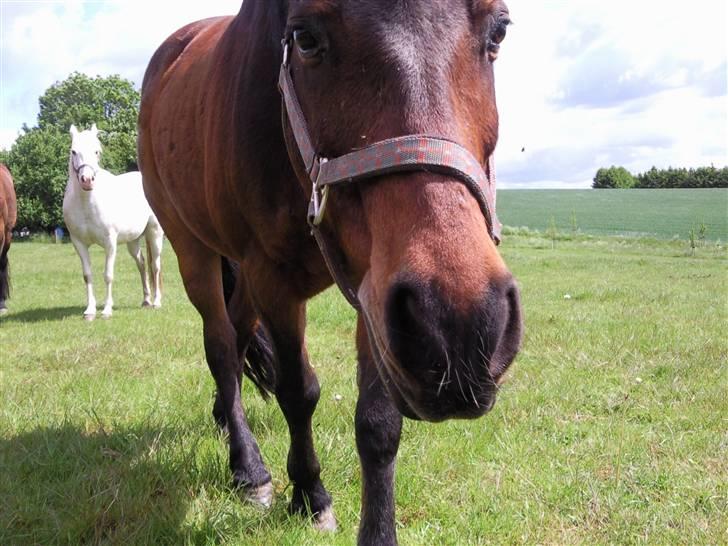 Anden særlig race Darup's Denver *himmelpony* <3 - Hallooo dernede.. billede 13