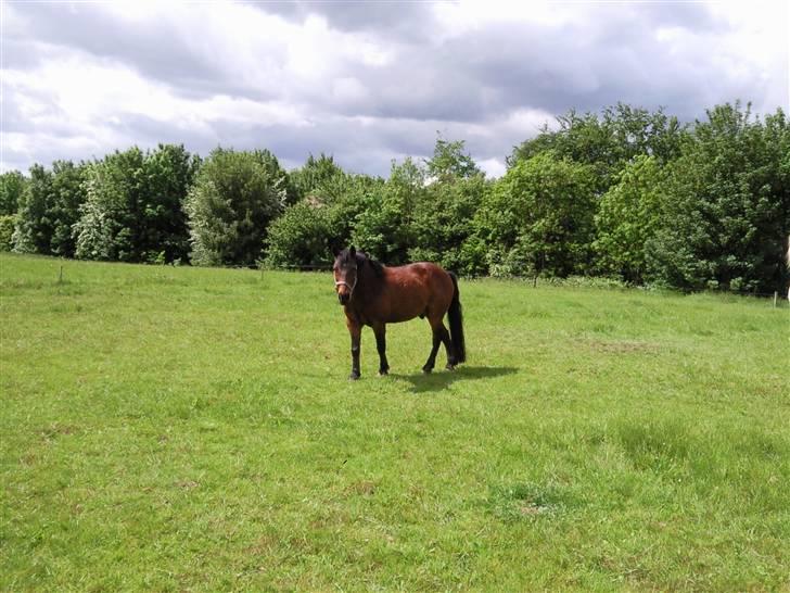 Anden særlig race Darup's Denver *himmelpony* <3 - Så sku´.. Nu kommer madmor.. billede 14