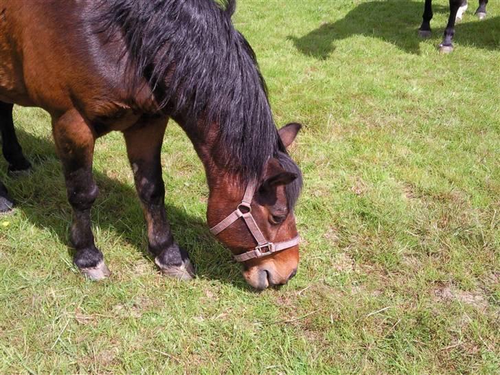Anden særlig race Darup's Denver *himmelpony* <3 - Det smager såååå lækkert det her græs billede 15