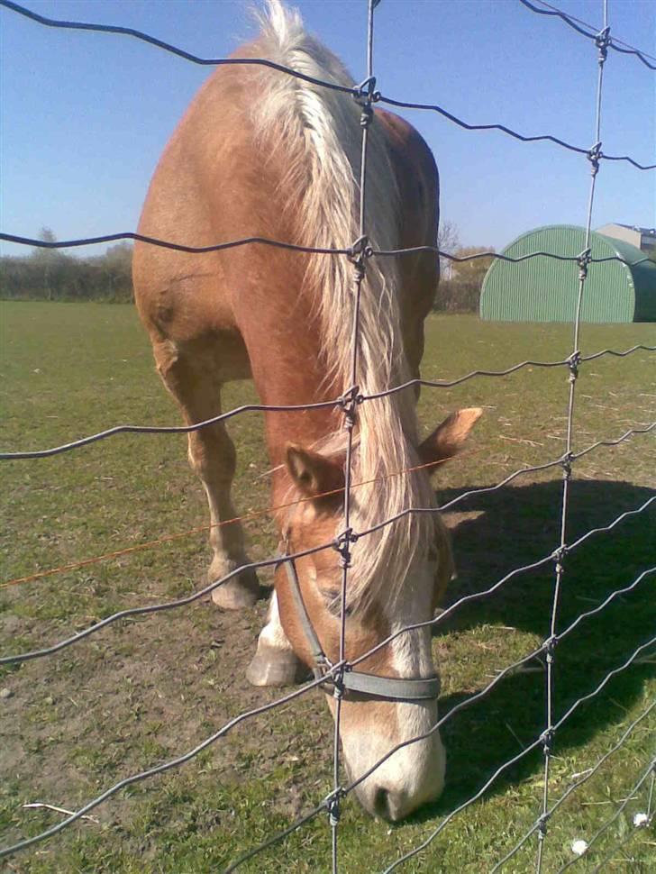 Haflinger Heraues billede 12