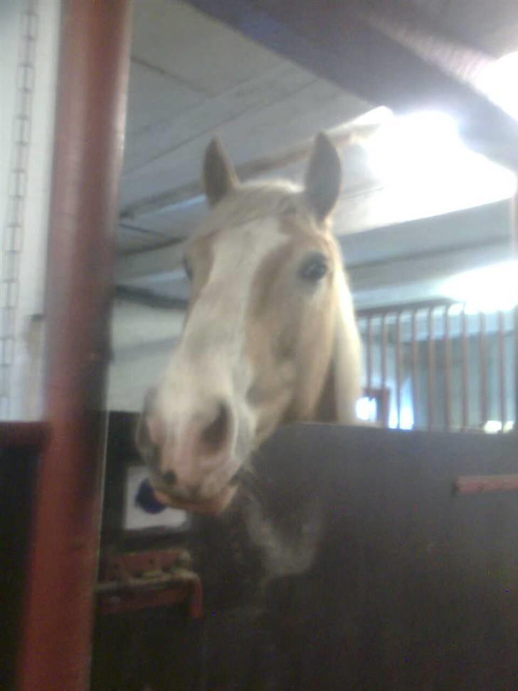Haflinger Heraues billede 13