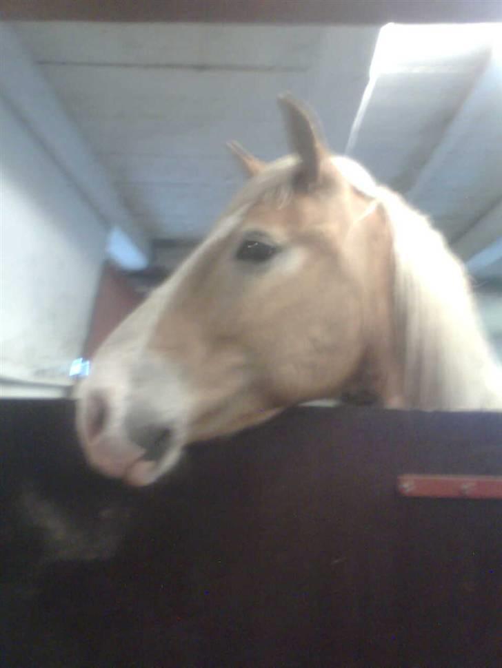 Haflinger Heraues billede 14