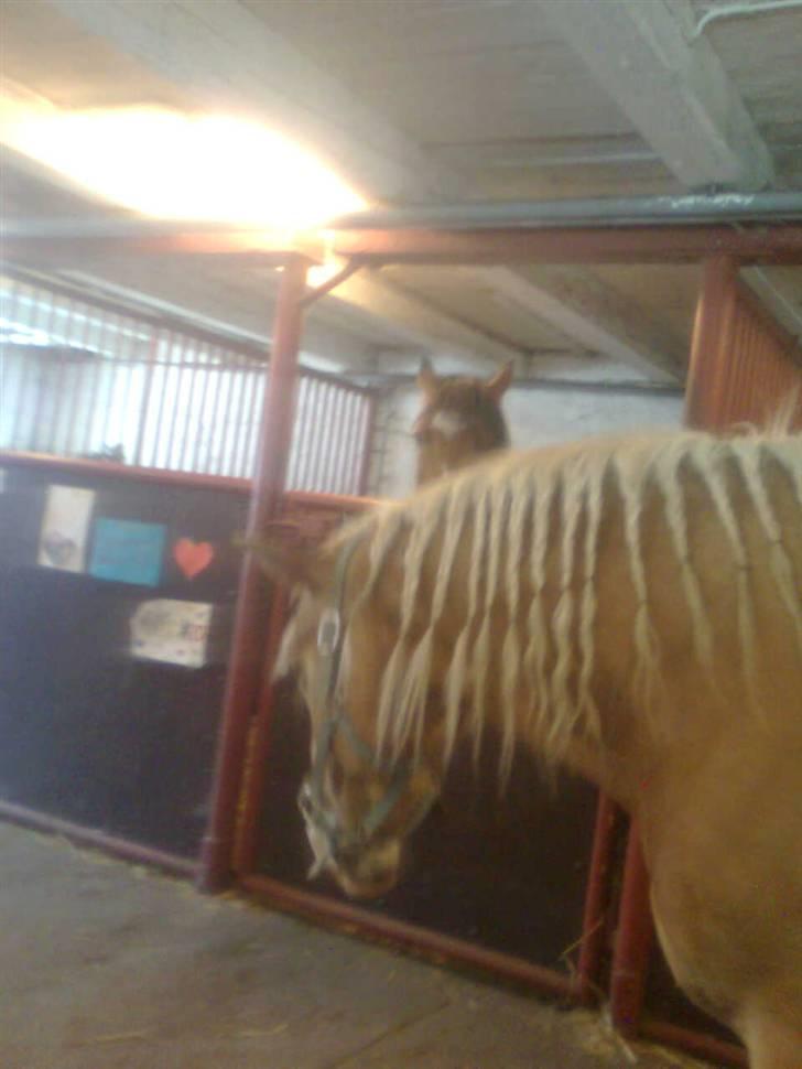 Haflinger Heraues billede 15