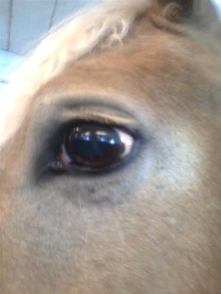Haflinger Heraues billede 16