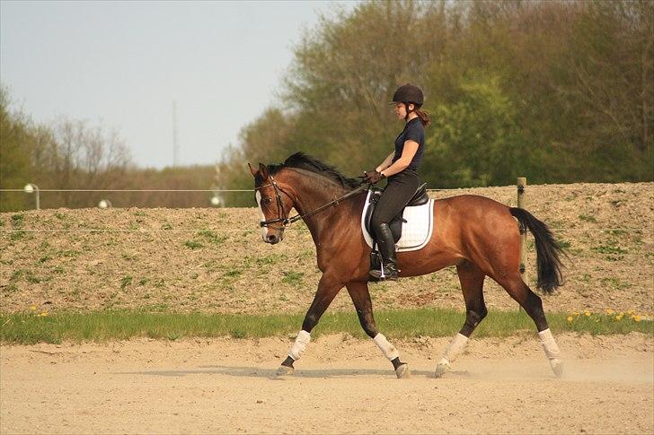 Trakehner Schamir von C - Træning på udendørsbanen d.28 April 2011 billede 16