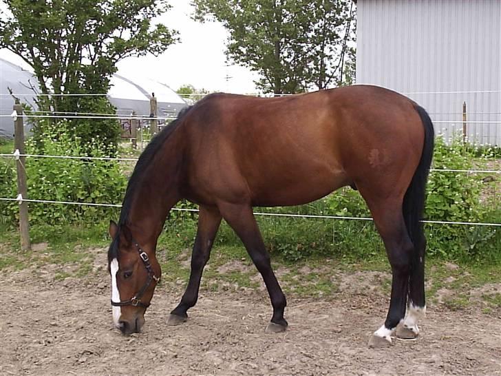 Trakehner Schamir von C - Schamir på fold Maj 2009 billede 17