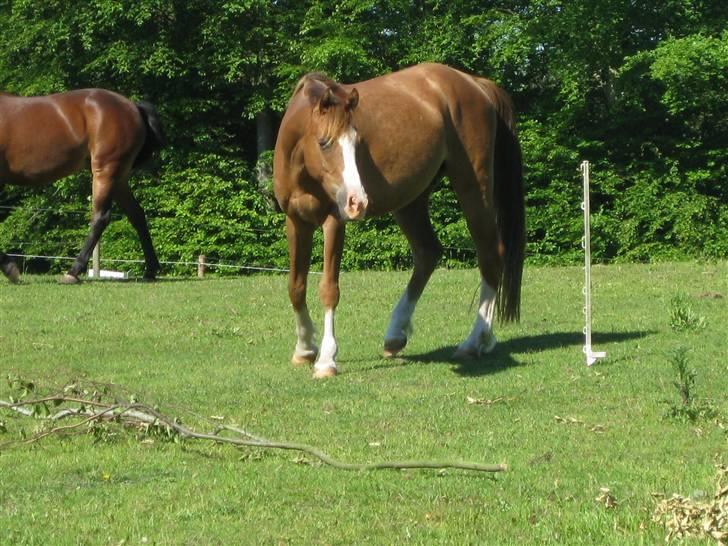 DSP Ziwago - SOLGT billede 7