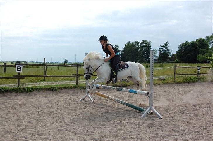 Anden særlig race Hermann:* - Så skal min søster lige tage nogle spring på ham <3 billede 7