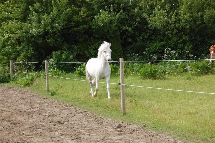 Anden særlig race Hermann:* - Hermann ude på folden for sin allerførste gang <3 billede 8