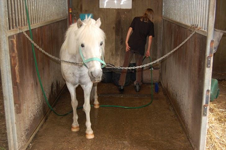 Anden særlig race Hermann:* - Efter at have sprunget skulle han lige vaskes fordi han svete for meget <3 billede 9