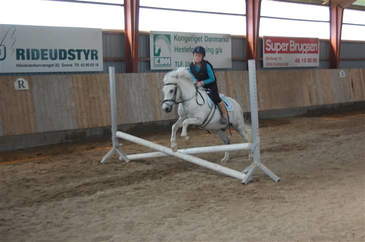 Anden særlig race Hermann:* - Springer på ham for første gang <3 ´´IGEN´´ <3 billede 11