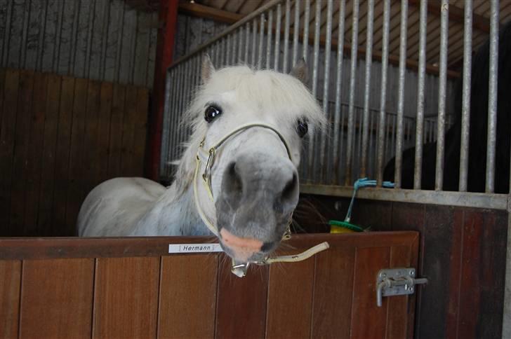 Anden særlig race Hermann:* - Min smukke dreng kigger på mig <3 billede 12