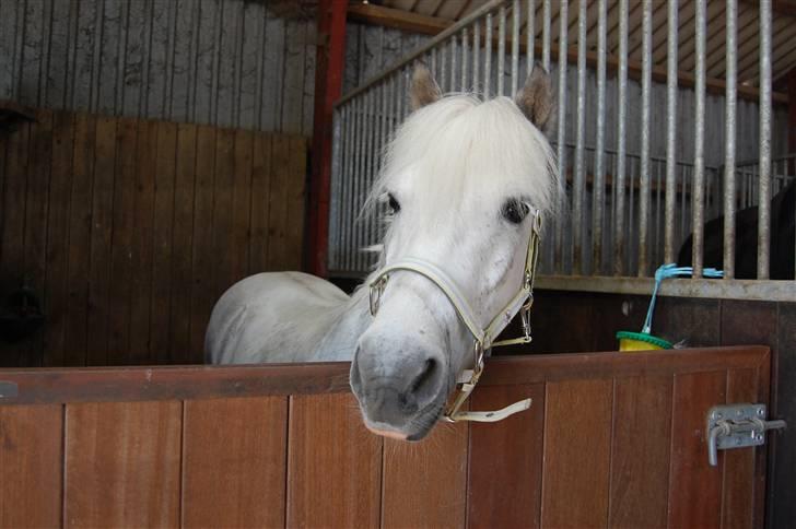 Anden særlig race Hermann:* - MIn Manse dreng<3 billede 13