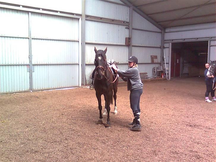 Anden særlig race Sonda Ferry billede 17