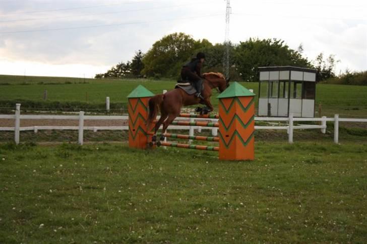 Frederiksborg Kentucky Charlie - Maj 09, 120 cm. Fotograf: Michelle Brachér billede 5