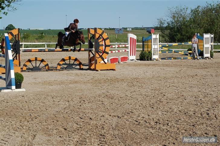 Anden særlig race Kissba - MB HIS, omspringning (MA) billede 15