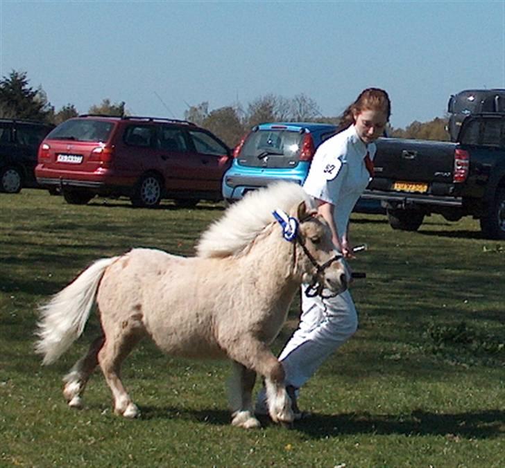 Shetlænder Thor á Holte ***SOLGT*** billede 11