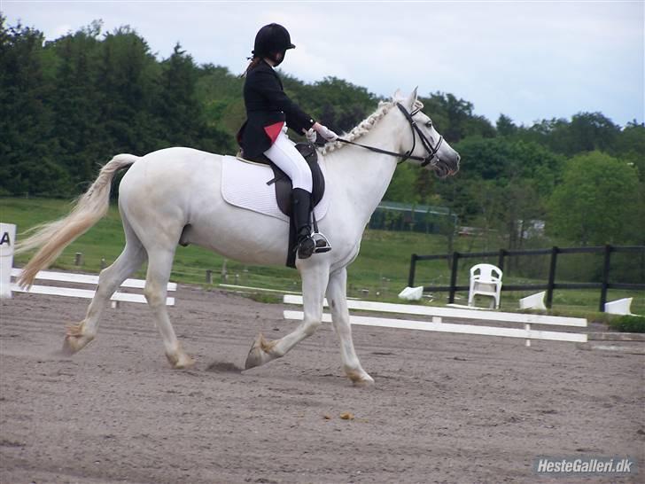 Connemara Lorenzo<3 tidligere part. - den søde pony foto: Emma billede 11