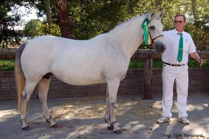 Connemara Elmelys Jasmin - Jasmin Bedste hoppe C-Dag 2008 billede 6