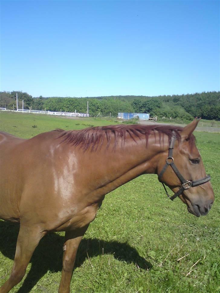 Dansk Varmblod Lærkenborgs Fuego billede 7