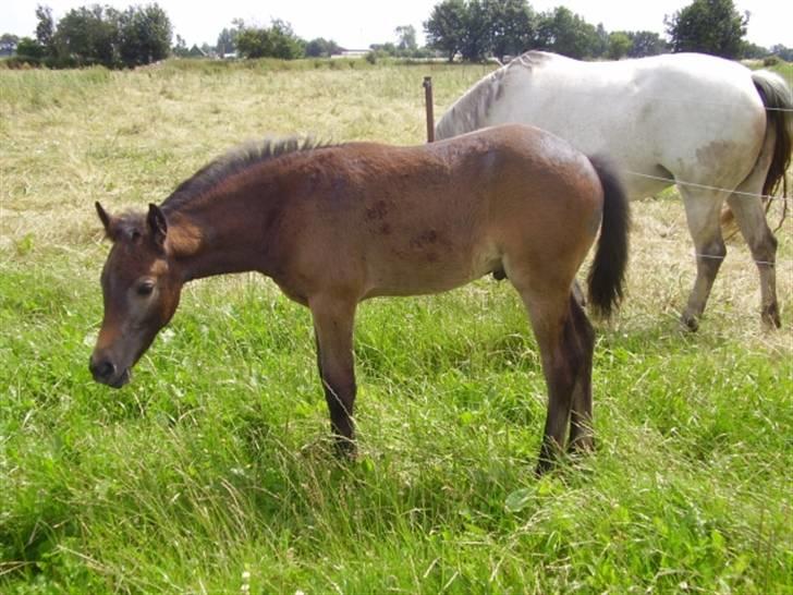 Connemara Elmelys Jerico - Jerico nyder sommeren billede 1