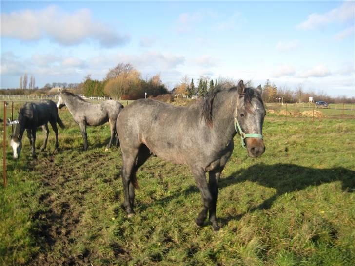 Connemara Elmelys Jerico - Jerico 1½ år  billede 3