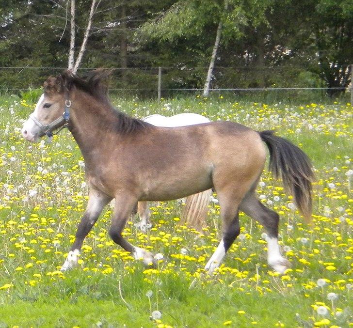 Welsh Mountain (sec A) Skuderups Starlight - Starlight sommeren 2010 billede 1