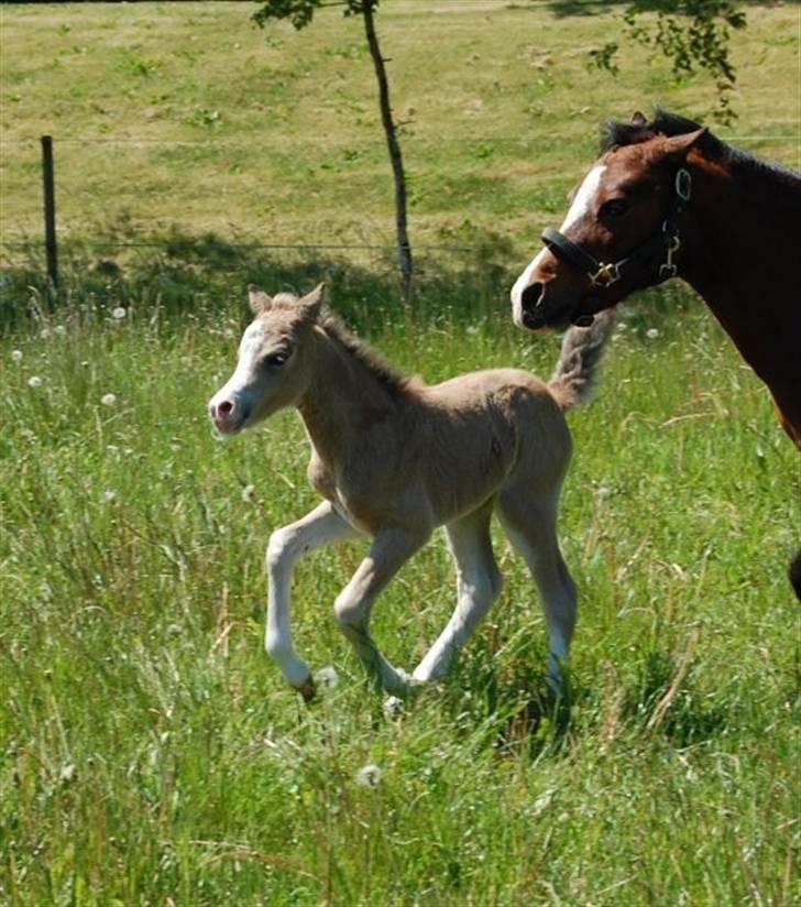 Welsh Mountain (sec A) Skuderups Starlight - total ovenpå:-) billede 2
