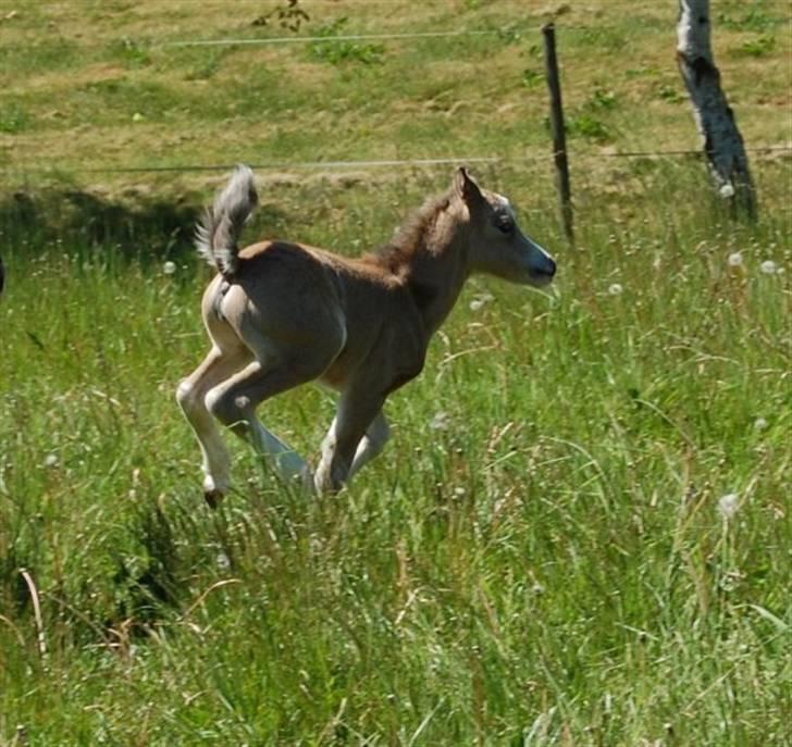 Welsh Mountain (sec A) Skuderups Starlight - Total flyvende følle! billede 3