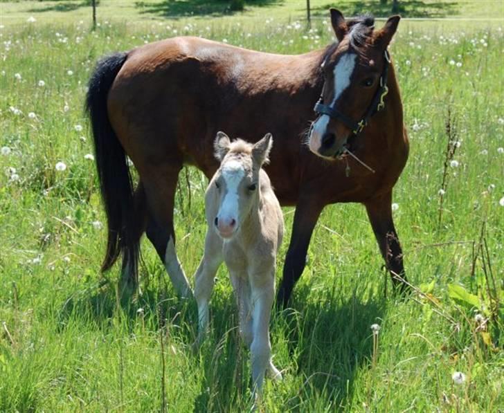 Welsh Mountain (sec A) Skuderups Starlight - Hendes kønne hoved:-) billede 4
