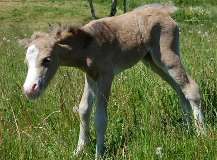 Welsh Mountain (sec A) Skuderups Starlight - hun ryster sig lige for fluerne er altså ikke sjove... billede 5