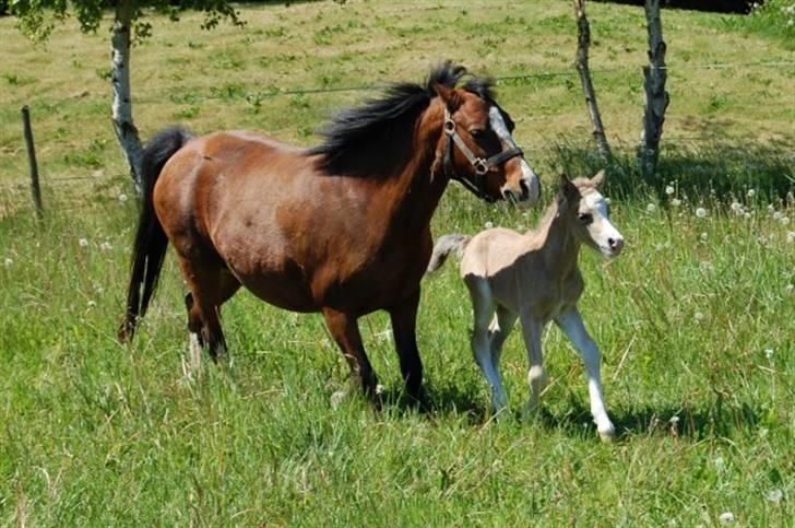 Welsh Mountain (sec A) Skuderups Starlight billede 6