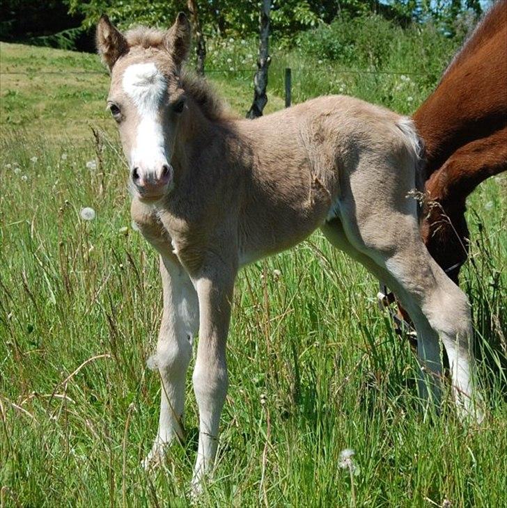 Welsh Mountain (sec A) Skuderups Starlight - 1 dag gammel billede 7