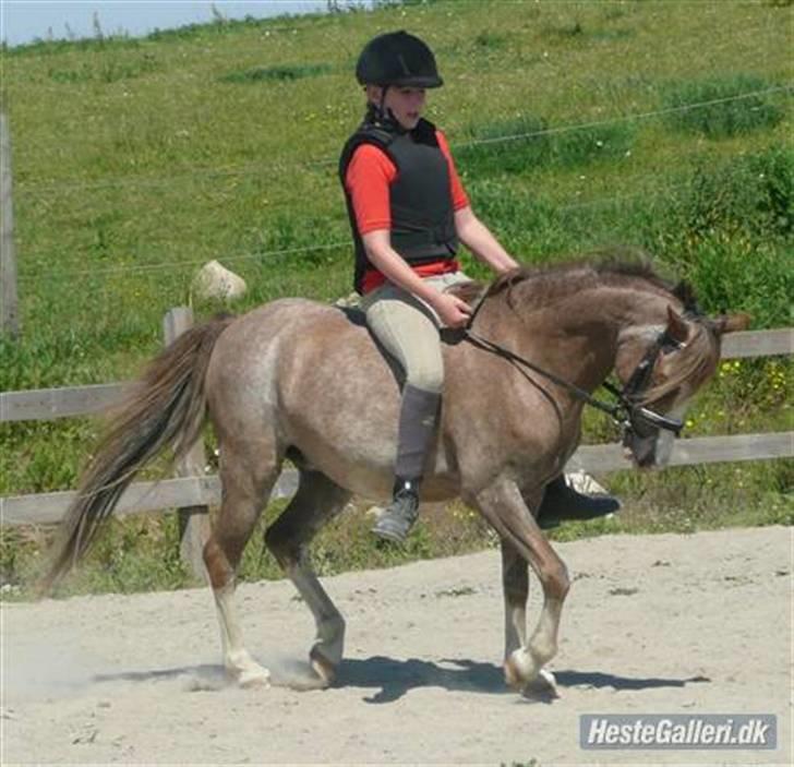 Welsh Pony (sec B) Sandets Silver - Ved godt han går lidt for dybt :) billede 2